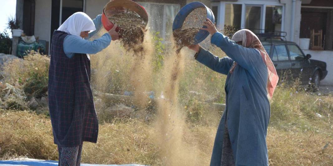 Zirai ilaç yok, susuz üretim var! Hasadı başladı: Sofraların olmazsa olmazı 120 liraya satışta 1
